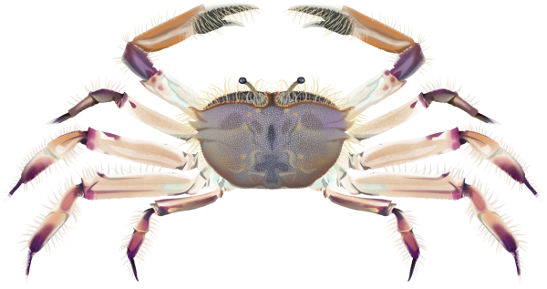 Giant Sentinel Crab - Marinewise