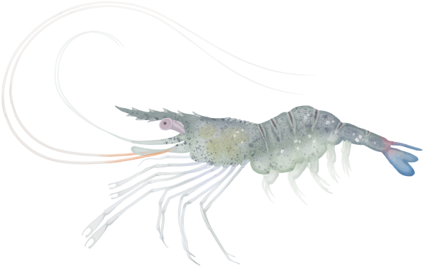 Glass Shrimp - Marinewise