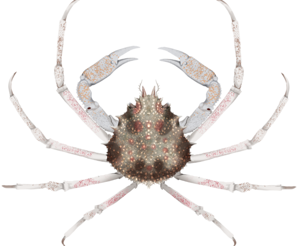 Great Spider Crab - Marinewise