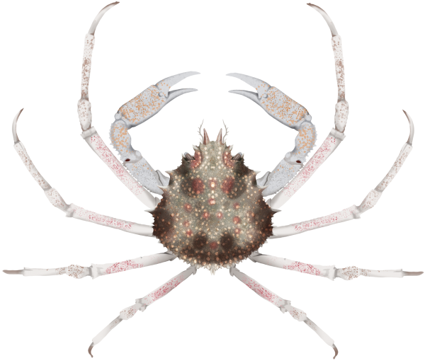 Great Spider Crab - Marinewise