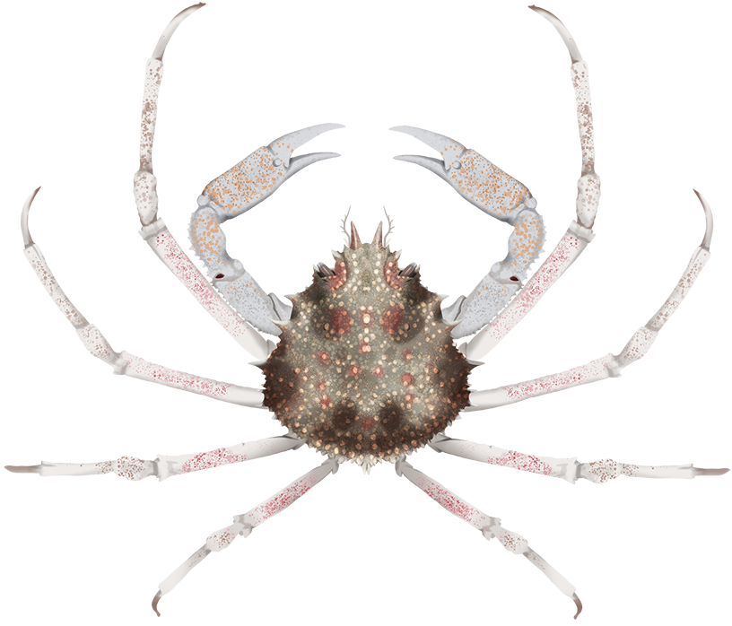 great-spider-crab-leptomithrax-gaimardii-marinewise