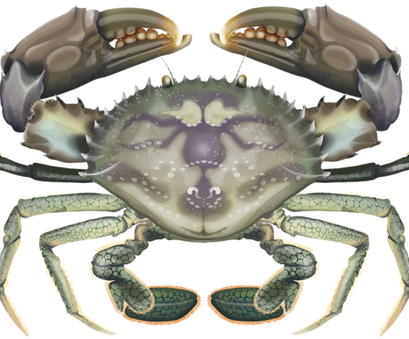 Green Mud Crab - Marinewise