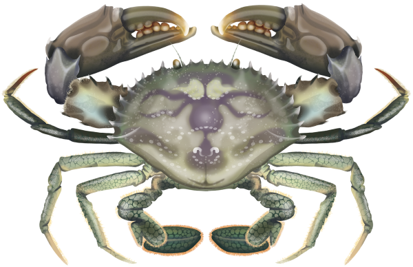 Green Mud Crab - Marinewise