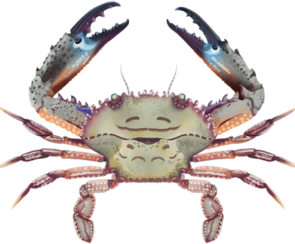 Hairy Swimmer Crab - Marinewise