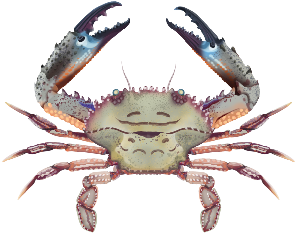 Hairy Swimmer Crab - Marinewise
