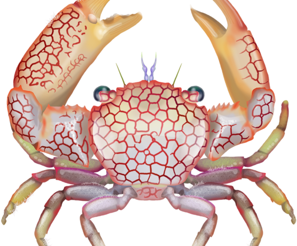 Honeycomb Coral Crab - Marinewise