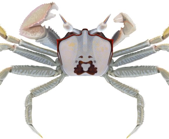 Horn-eyed Ghost Crab - Marinewise