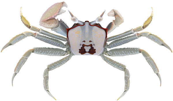Horn-eyed Ghost Crab - Marinewise