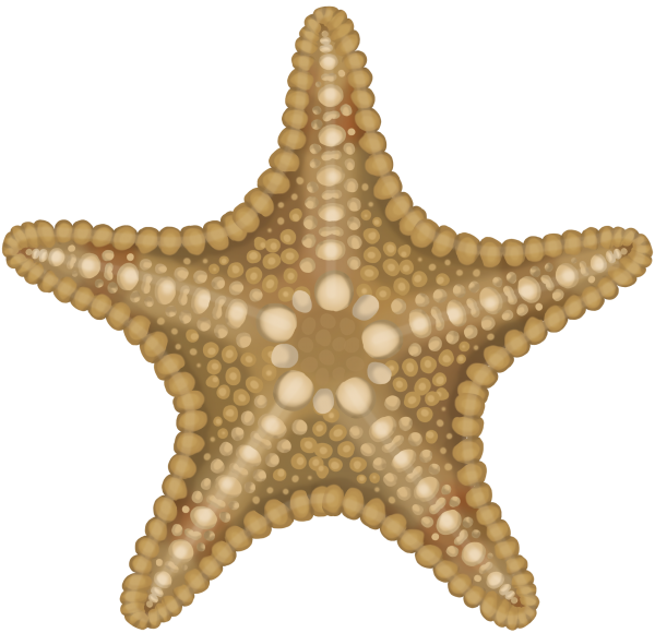 Horned Sea Seastar - Marinewise