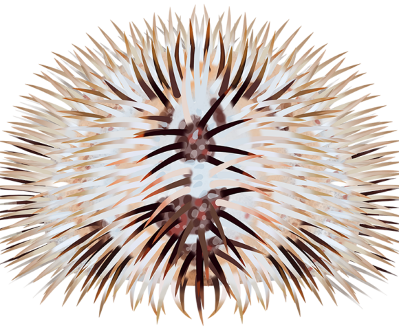 Indian Sea Urchin - Marinewise