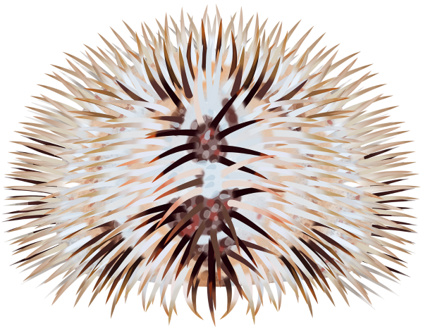 Indian Sea Urchin - Marinewise