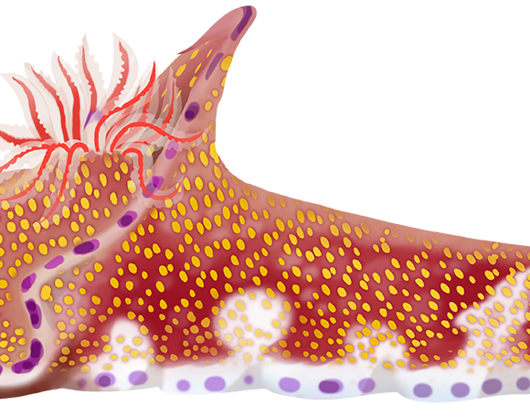 Kangaroo Nudibranch - Marinewise