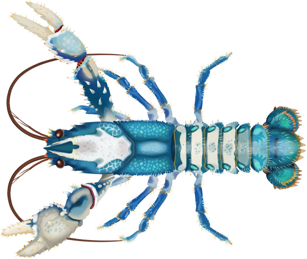 Lamington Crayfish - Marinewise
