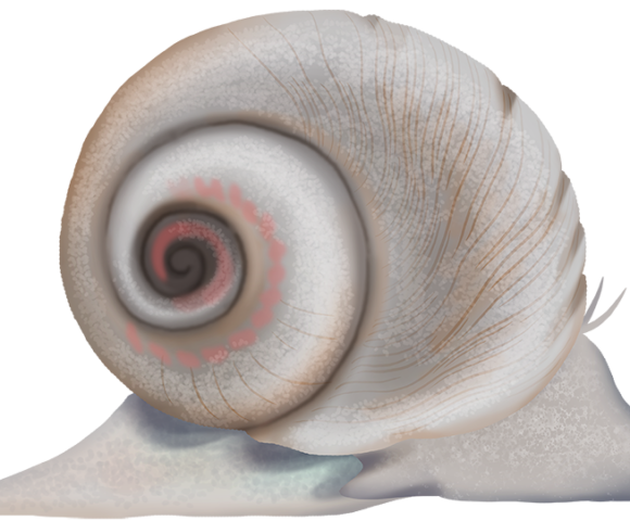 Leaden Sand Snail - Marinewise