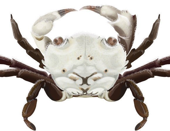 Little Shore Crab - Marinewise