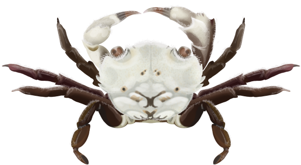 Little Shore Crab - Marinewise