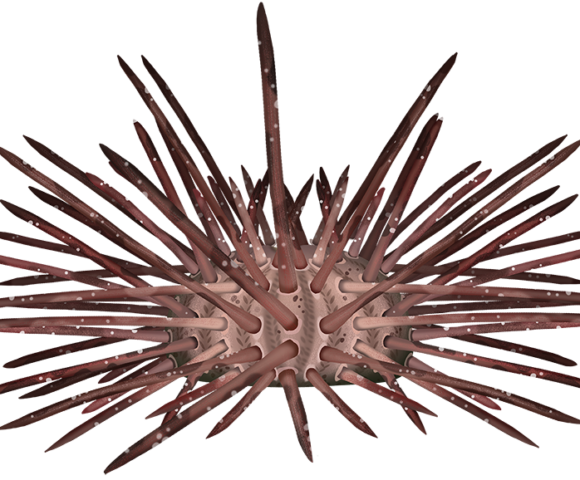 Long-spine Urchin - Marinewise