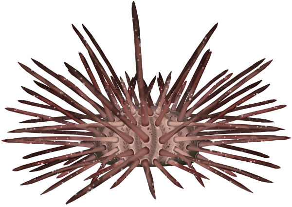 Long-spine Urchin - Marinewise