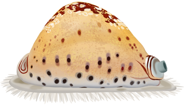 Lord Valentia's Cowrie - Marinewise