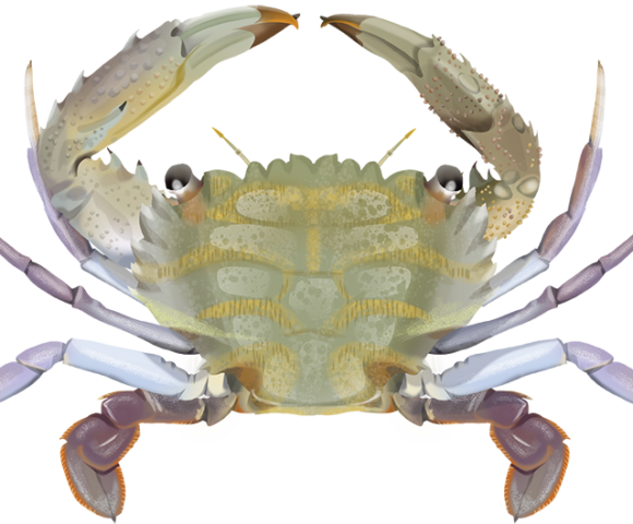 Mangrove Swimming Crab - Marinewise