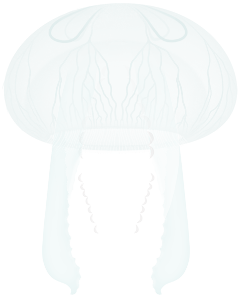 Moon Jellyfish - Marinewise