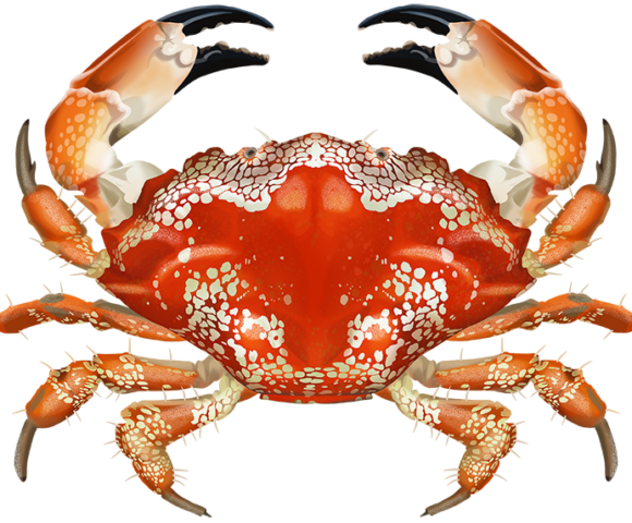 Mosaic Crab - Marinewise