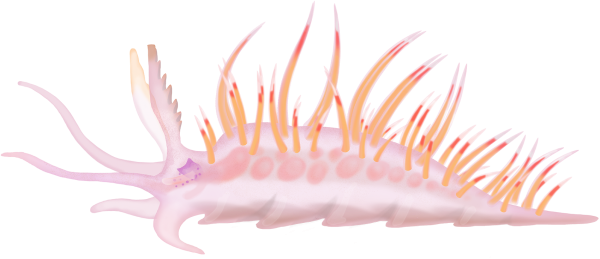 Multicolored Flabellina Nudibranch - Marinewise