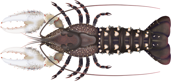 Murray Crayfish - Marinewise