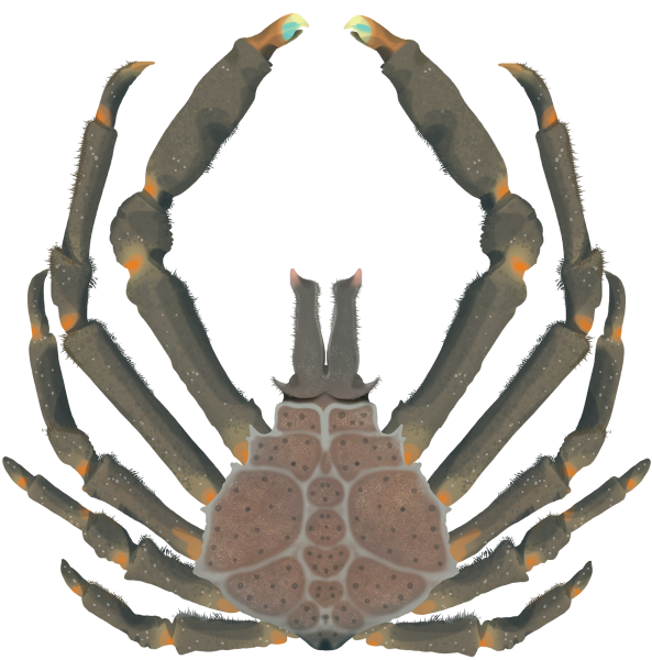 Northern Decorator Crab - Marinewise