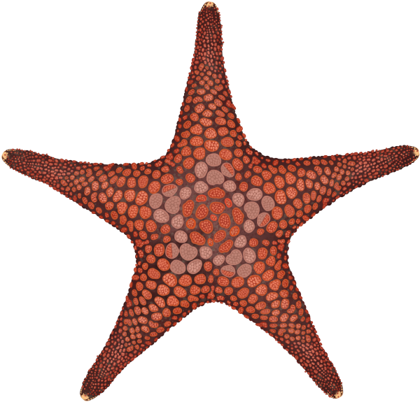 Ocellate Seastar - Marinewise