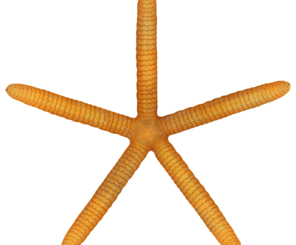 Orange Long-armed Seastar - Marinewise