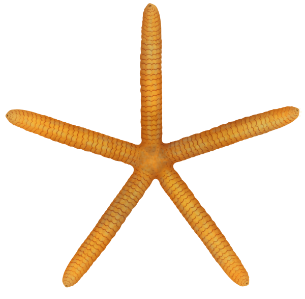 Orange Long-armed Seastar - Marinewise