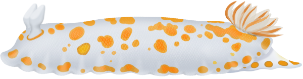 Orange Spot Nudibranch - Marinewise