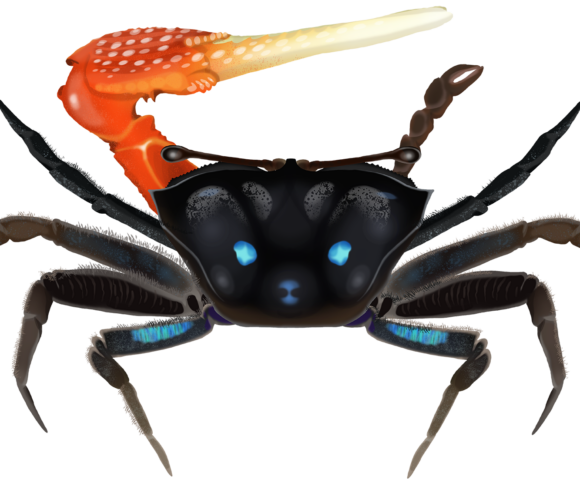 Orange-clawed Fiddler Crab - Marinewise