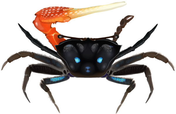 Orange-clawed Fiddler Crab - Marinewise