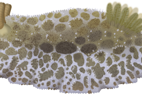 Pantherina Nudibranch - Marinewise