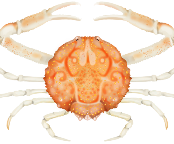 Pebble Crab - Marinewise