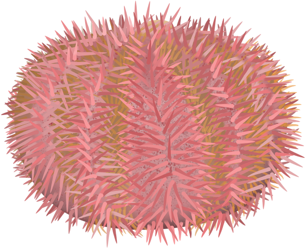 Pink Sea Urchin - Marinewise