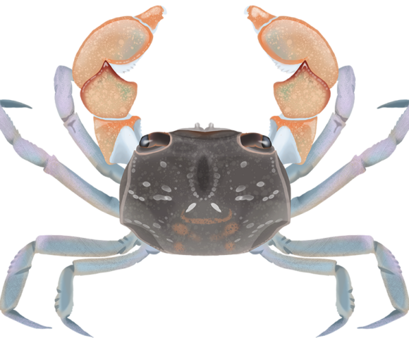 Purple Mottled Shore Crab - Marinewise