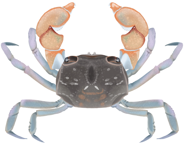 Purple Mottled Shore Crab - Marinewise