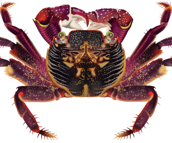 Purple Rock Crab - Marinewise