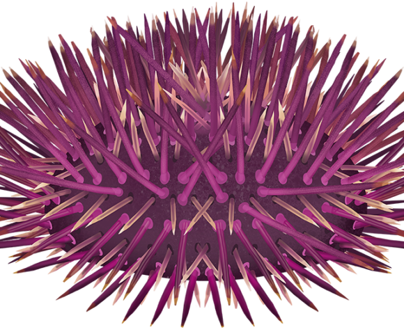 Purple Sea Urchin - Marinewise