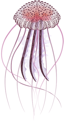 Purple Stinger - Pelagia noctiluca | Marinewise