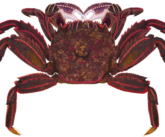 Red Bait Crab - Marinewise