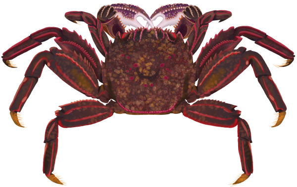 Red Bait Crab - Marinewise