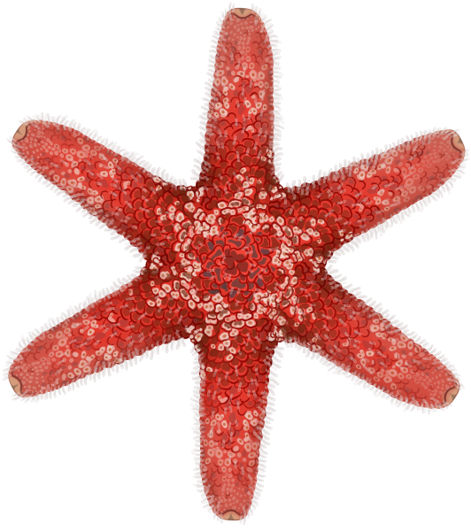 Red Scaly Seastar - Marinewise