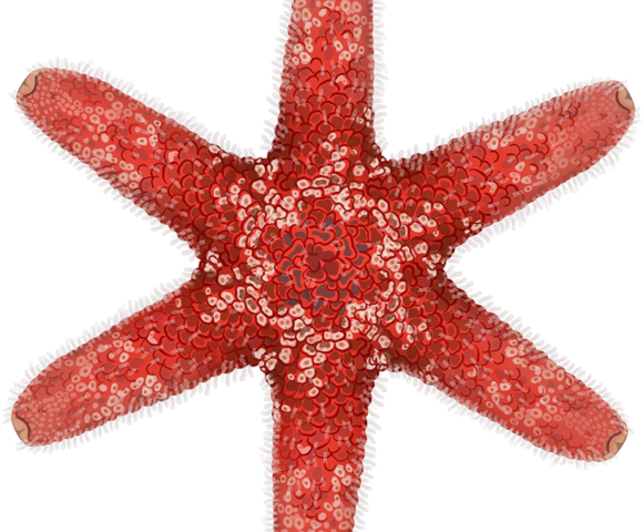 Red Scaly Seastar - Marinewise