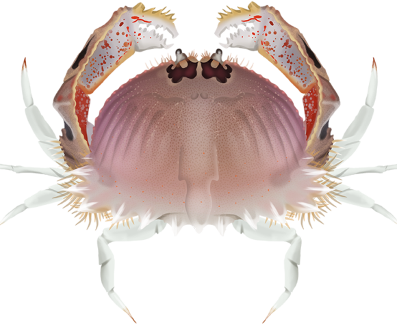 Red-Spotted Box Crab - Marinewise