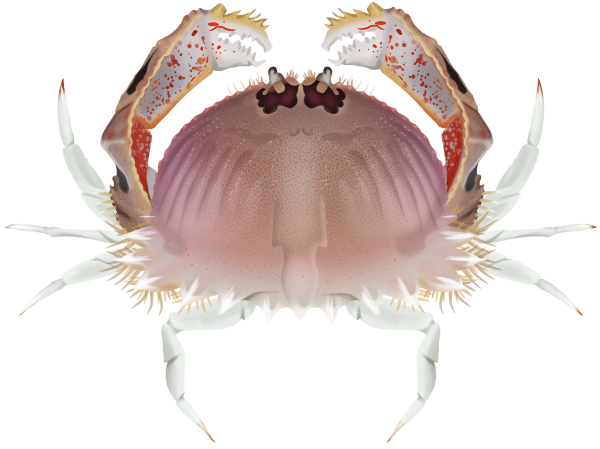 Red-Spotted Box Crab - Marinewise