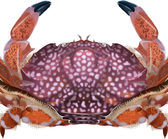 Red and White-Spotted Reef Crab - Marinewise